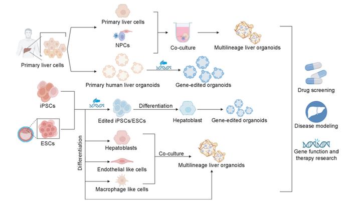 Generation of gene-edited liver organoids and multilineage liver organoids from primary cells, iPSCs/ESCs.