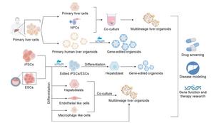 Generation of gene-edited liver organoids and multilineage liver organoids from primary cells, iPSCs/ESCs.