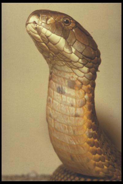 King Cobra