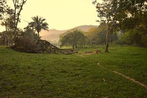 Deforestation in Mexico