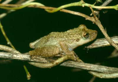Scinax alcatraz
