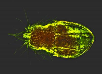New Species and Genus of the Burrower Loriciferan, <I>Culexiregiloricus trichiscalida</I>