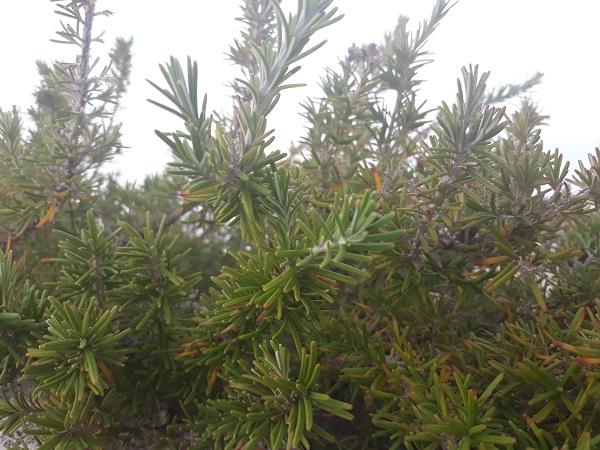 Vitamin E in Plants