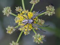 <i>Diguetia canities</i>
