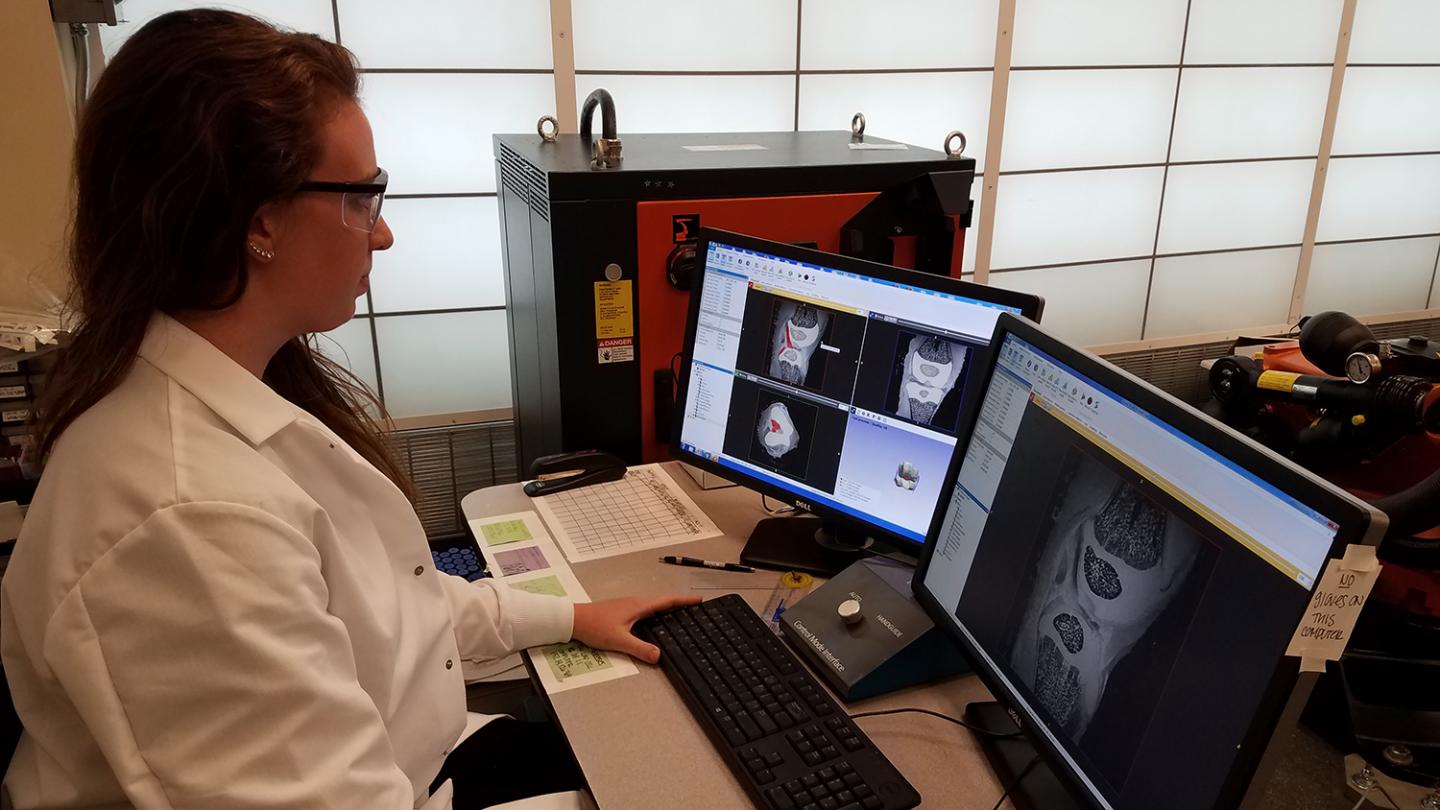 Examining Changes in Pig Knee Growth across Stages of Maturity