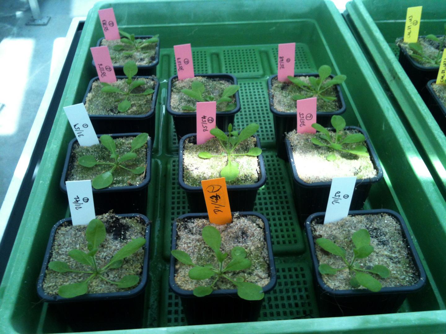 Arabidopsis