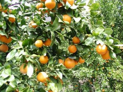 'Pixie' Mandarin