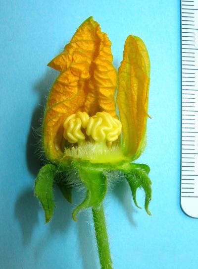<i>Benincasa hispida</i>