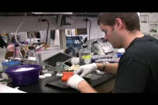 Adult Stem Cells Use Special Pathways To Repair Damaged Muscle, MU Researchers Find