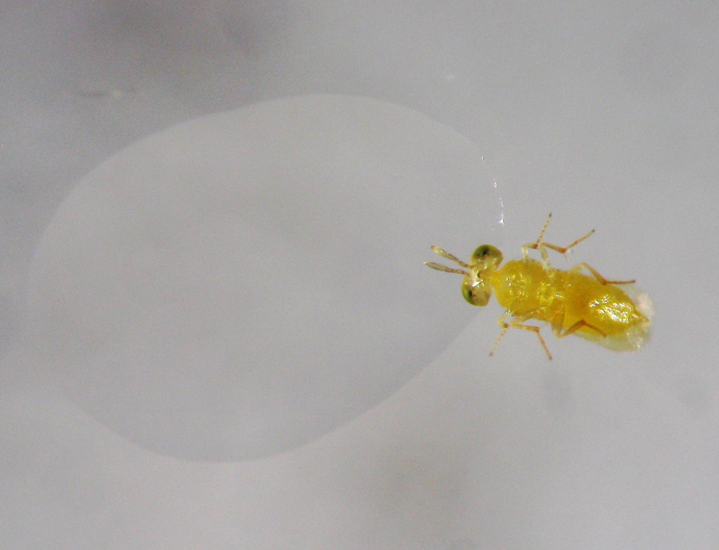 Parasitic Wasp