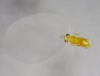 Parasitic Wasp