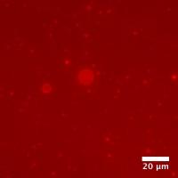 Polyester Microdroplets as Compartments