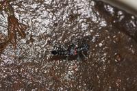 <i>Dianous inaequalis inaequalis</i>