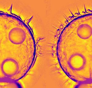 Cilia under microscope