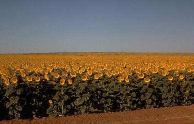 Sunflowers