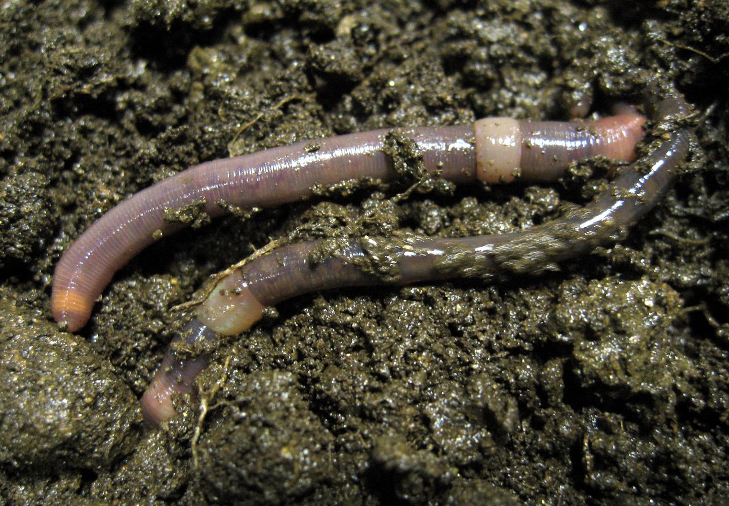 Earthworm