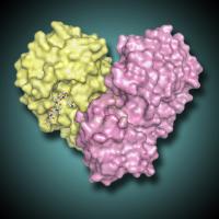MERS 3C-Like Protease Dimer