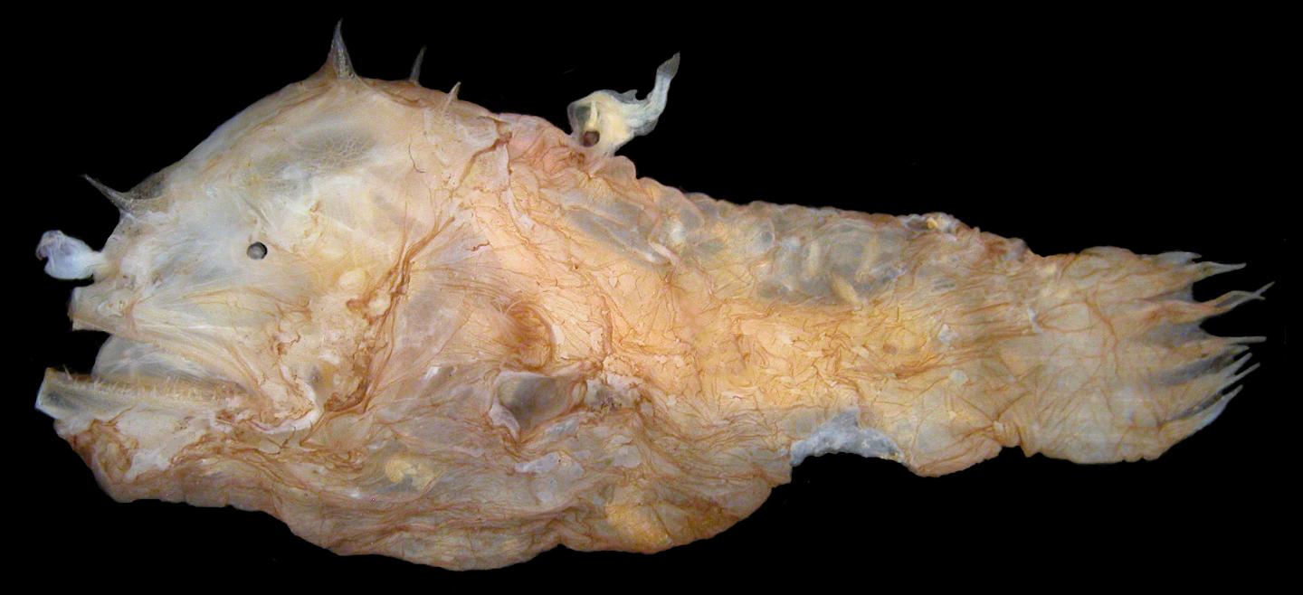 Fused Deep-Sea Anglerfishes