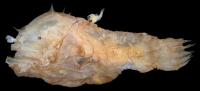Fused Deep-Sea Anglerfishes
