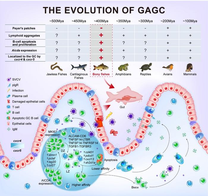 Schematic representation of the spatial organization and cellular architecture of gut-associated germinal center-like structures (GaGCLs) in teleost fish