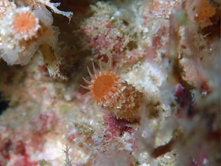 The Species Antipathozoanthus obscurus, Described from Narrow Cracks and Caves in Coral Reefs