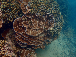 Rice coral in Hawai'i