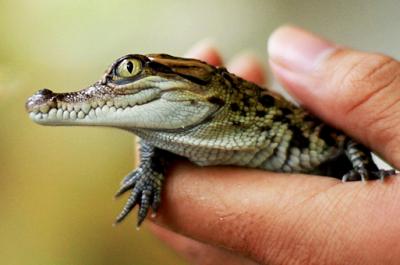 Siamese Crocodile