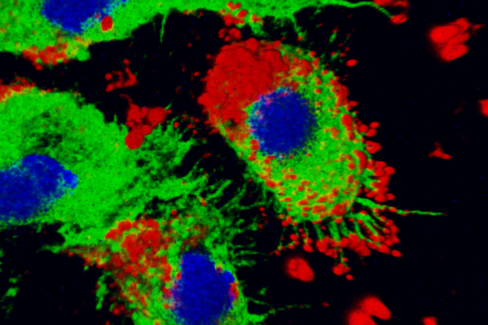 Macrophages with nanoparticles