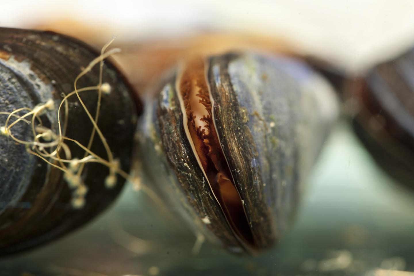 Marine Mussels