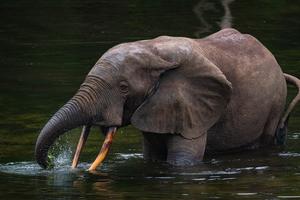 Photo of a male forest elephant capture near the site where some of the gunshot recordings were taken