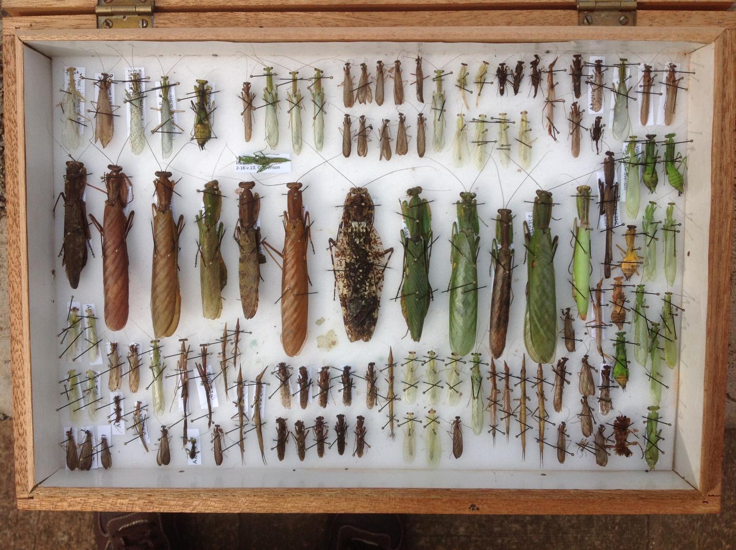 Praying Mantis Specimens