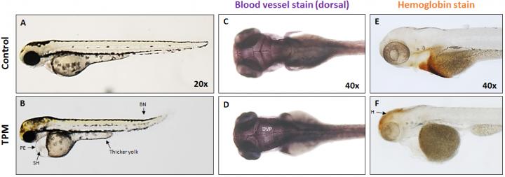Zebrafishsmoke