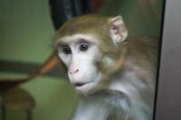 Newcastle Macaque in Housing