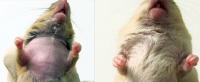 Immune Cells from Bone Marrow Cure Mice with Mental Disorder