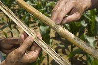 Diseased Corn