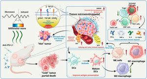Schematic of millimeter wave (MMW)-driven tumor microenvironment remodeling illustrating MMW therapy modifying the tumor microenvironment to enhance immune response, facilitating the transition from “cold” to “hot” tumors.