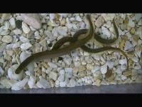 'Sham Mating' of the Lampreys