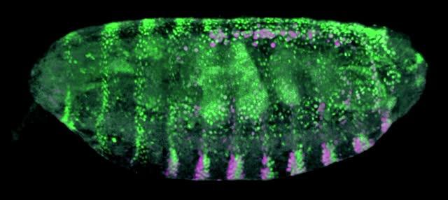 Fly Embryo