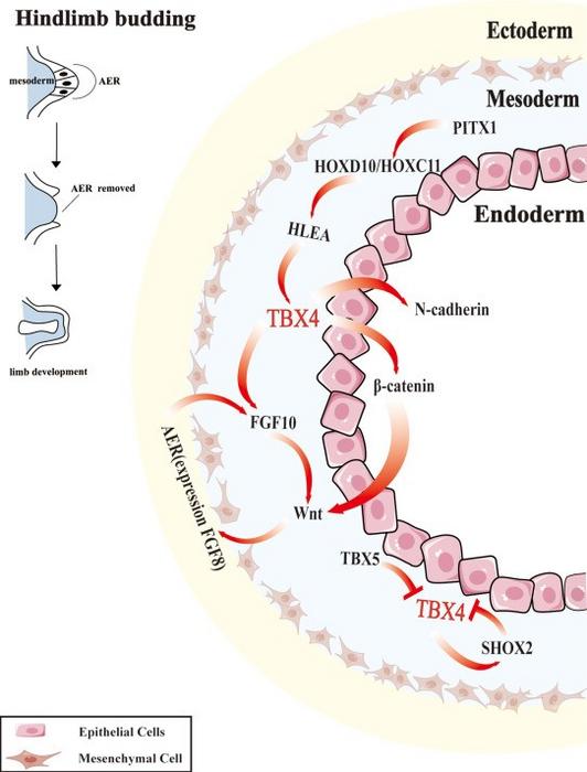 TBX4-mediated regulatory network in limb development.