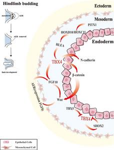 TBX4-mediated regulatory network in limb development.