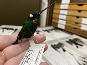 Hybrid hummingbird