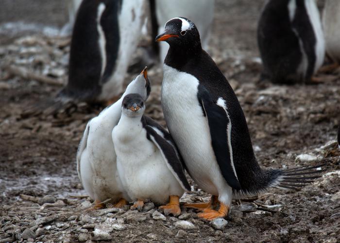 Rare upside of climate-induced phenological changes: Gentoo penguins (Pygoscelis papua) avoid heat events at Martillo Isl., Tierra del Fuego, Argentina