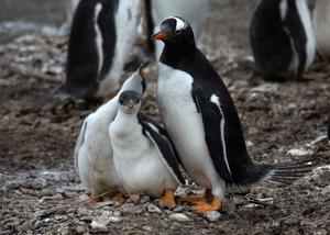 Extreme heat events are killing Gentoo penguins in Argentina, but the birds are shifting their breeding season earlier and therefore reducing the impact of potentially deadly hot days - EurekAlert! thumbnail