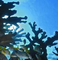 School of Snappers