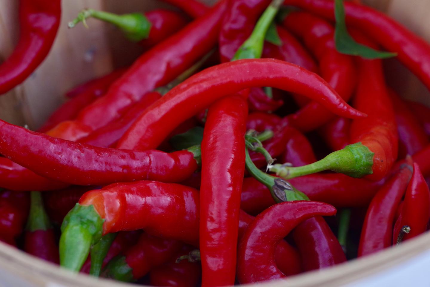 Tree Shrews Can Tolerate Hot Peppers: Mutation in pain receptor makes peppery plant palatable
