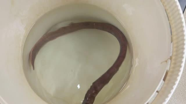 Hagfish Swimming