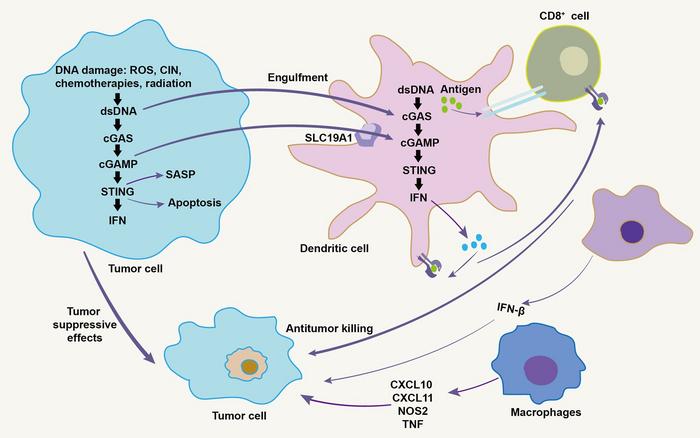 Antitumor mechanism of cGAS-STING pathway