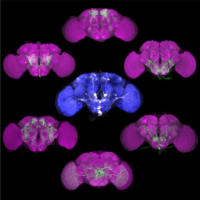 Drosophila (fruit fly) brains