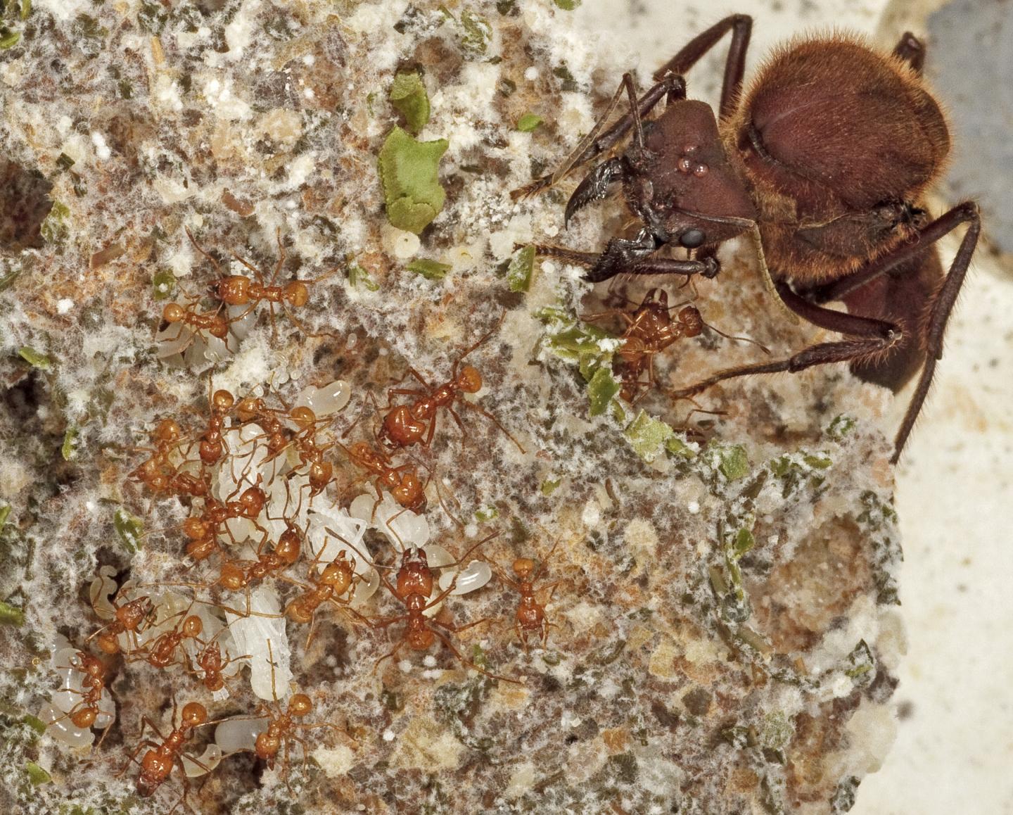 Leafcutter Ant Colony