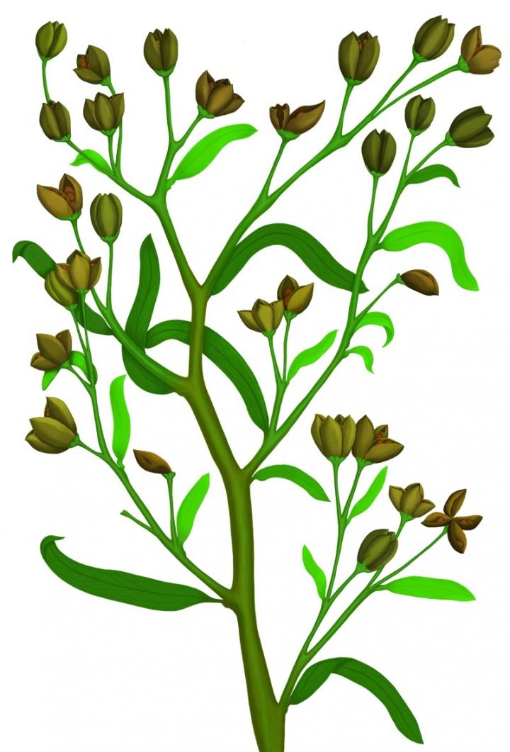 Reconstruction